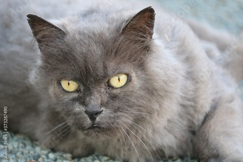 Chartreux