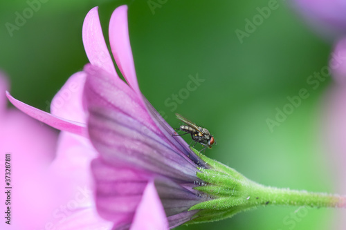 Fly insect macro photography