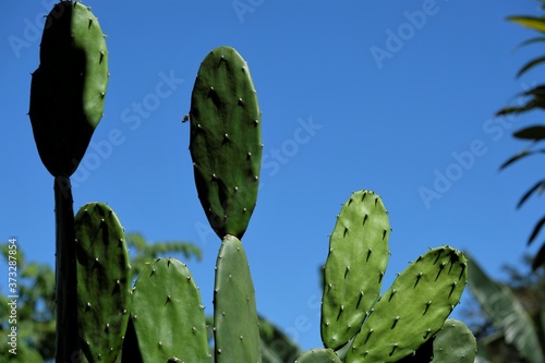 Cactuses  or less commonly cactus plant  is a member of the plant family Cactaceae
