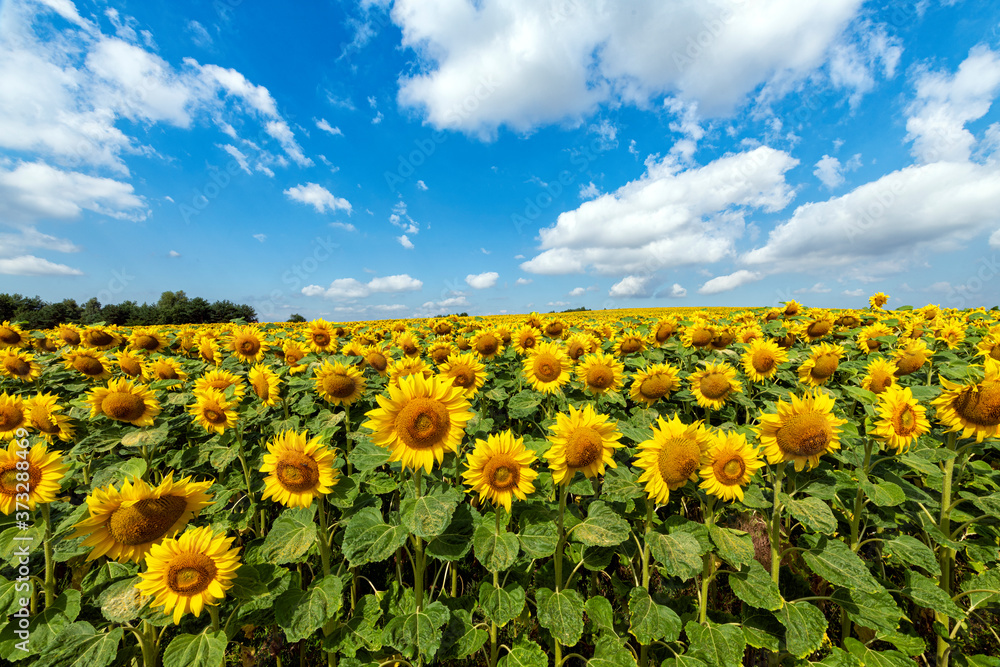 Beautiful day over sunflowers field