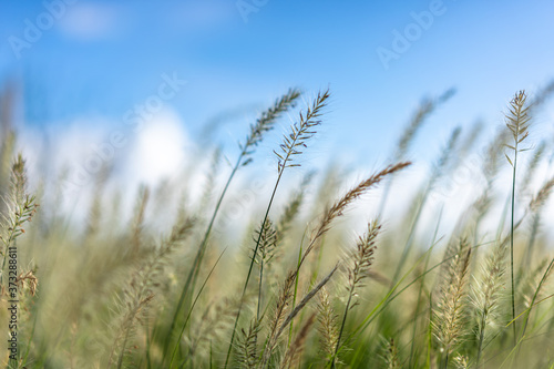 field of wheat