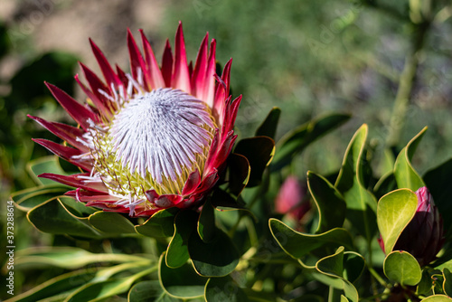 Kind Protea in Garden