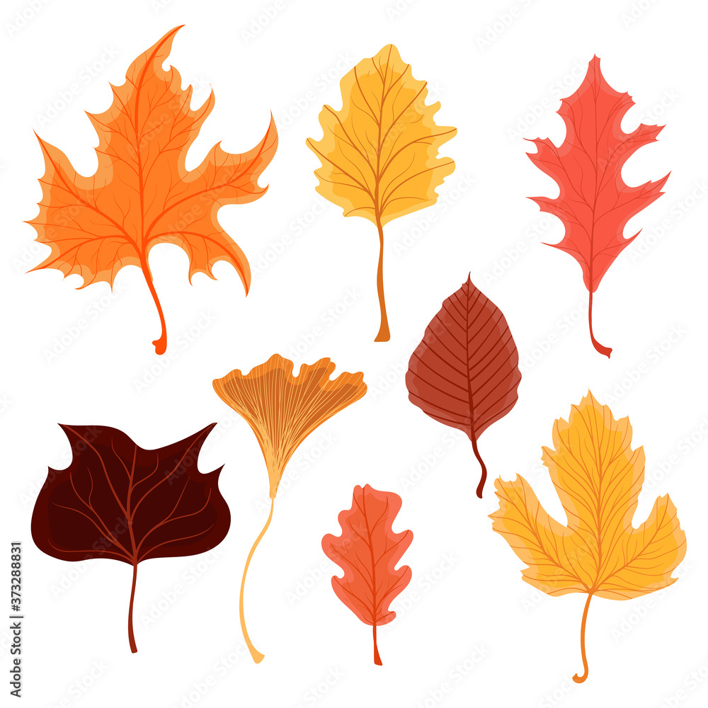 Obraz premium Set of beautiful colourful autumn leaves or fall foliage icons. Vector stock illustration isolated on white background. Botanical forest plants for seasonal holiday greeting card design etc.