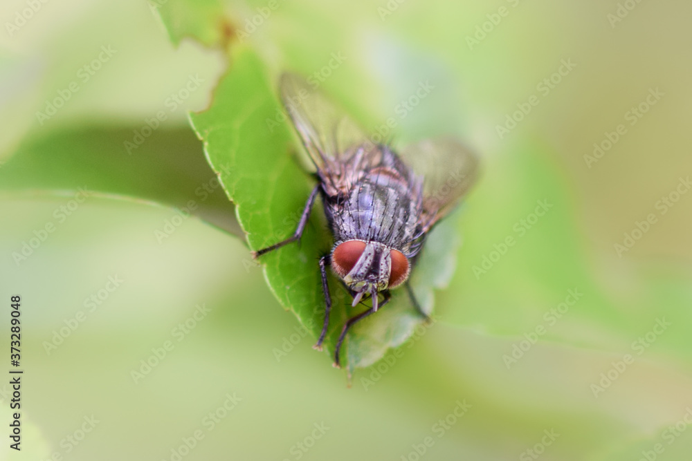 Fly insect macro photography Fly insect macro photography