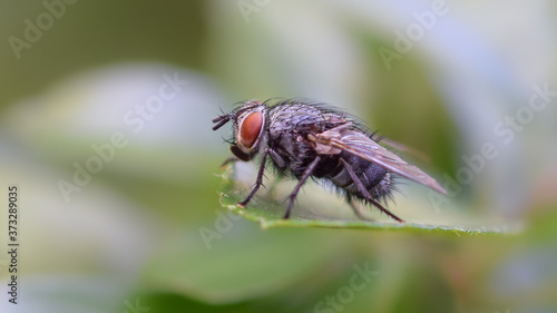 Fly insect macro photography