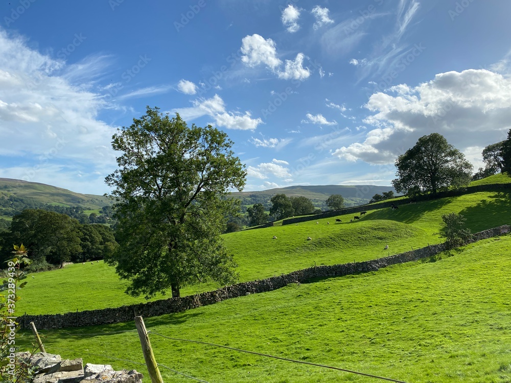 View of, sloping fields, dry stone walls, with hills and trees in the distance in, West Burton, Leyburn, UK View of, sloping fields, dry stone walls, with hills and trees in the distance in, West Burton, Leyburn, UK