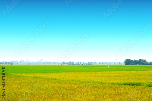 agriculture jasmine rice farm and soft fog in morning blue sky white cloud