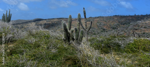 Scenic Desert Landscape with Cacti in Rural Aruba photo