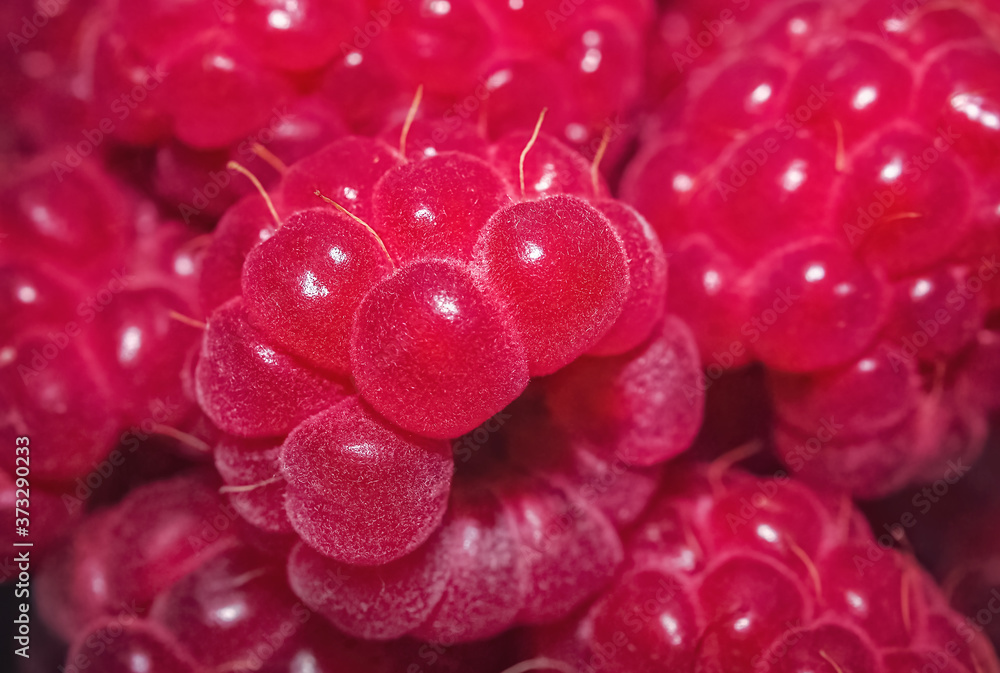 Close-up of ripe pink raspberry with selective focus. Macro photography of fresh sweet raspberries, nature background Close-up of ripe pink raspberry with selective focus. Macro photography of fresh sweet raspberries, nature background