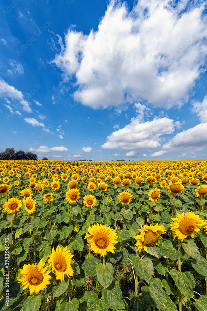 Obraz premium Beautiful day over sunflowers field
