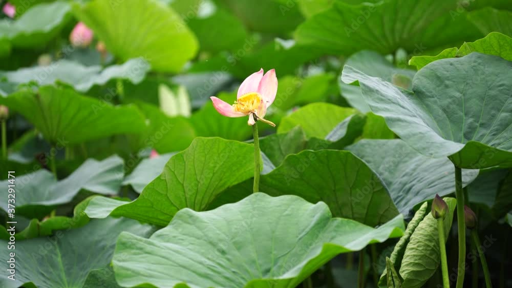 Natural background with Lotus flowers on the background of leaves. Natural background with Lotus flowers on the background of leaves.