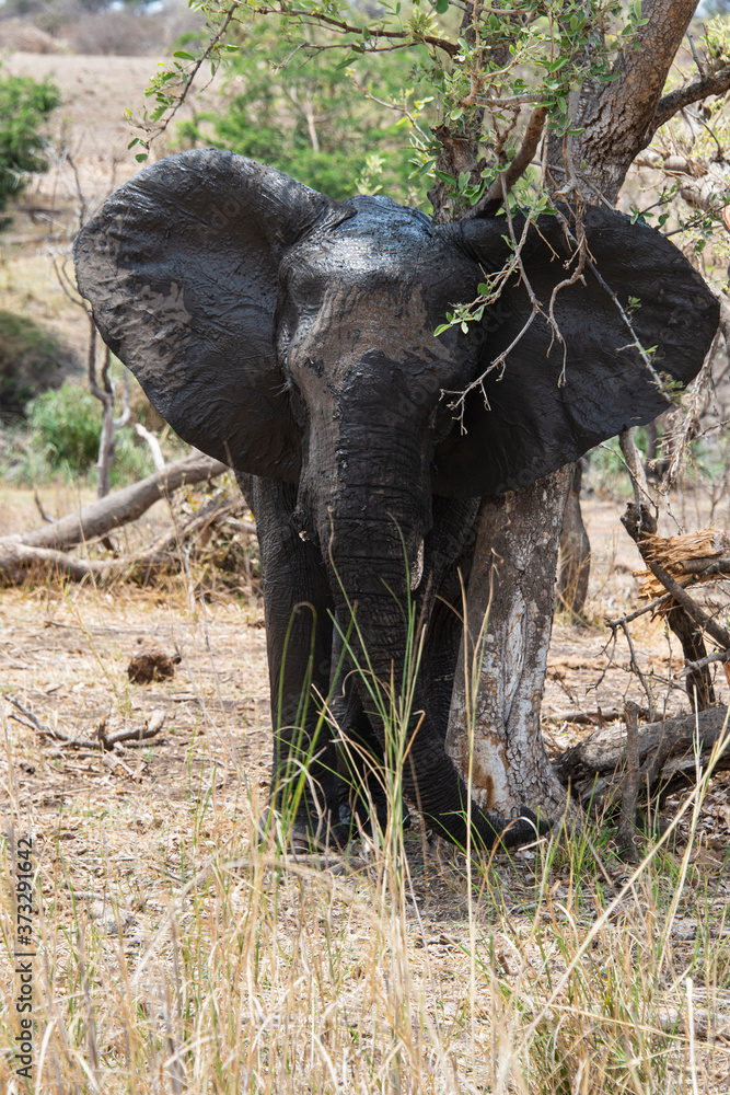 Fototapeta premium Éléphant d'Afrique, jeune, Loxodonta africana, Parc national Kruger, Afrique du Sud