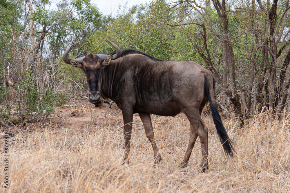Gnou à queue noire, Connochaetes taurinus, Parc national Kruger, Afrique du Sud Gnou à queue noire, Connochaetes taurinus, Parc national Kruger, Afrique du Sud