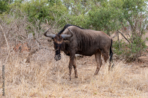 Gnou à queue noire, Connochaetes taurinus, Parc national Kruger, Afrique du Sud © JAG IMAGES