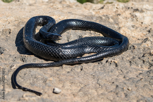 Black western whip snake, Hierophis viridiflavus, basking in the sun on a rocky cliff in Malta photo