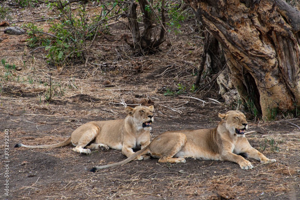 lion, femelle, Panthera leo, Afrique lion, femelle, Panthera leo, Afrique