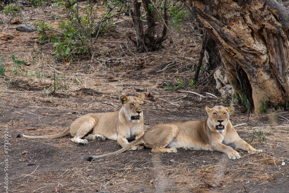 Naklejka premium lion, femelle, Panthera leo, Afrique