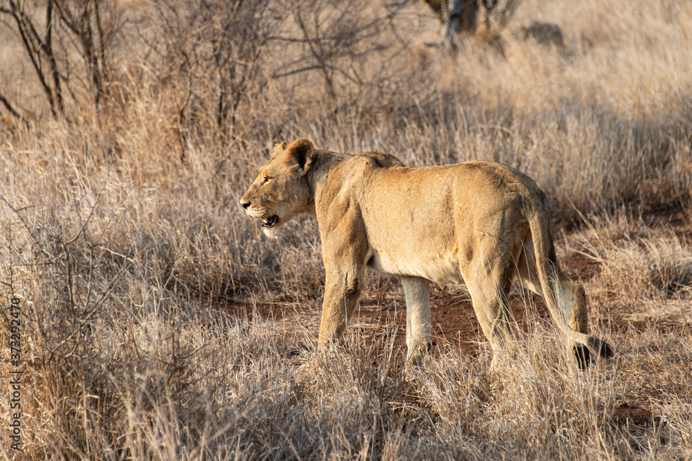 lion, femelle, lionne, Panthera leo, Afrique lion, femelle, lionne, Panthera leo, Afrique