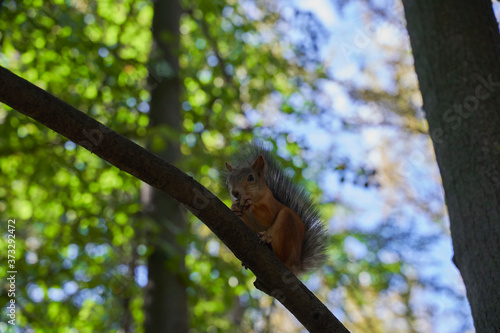 squirrels are interested in people and look for food © Dimka