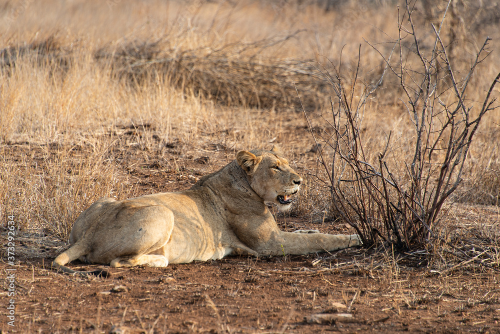 Fototapeta premium lion, femelle, lionne, Panthera leo, Afrique