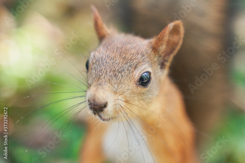 squirrels are interested in people and look for food