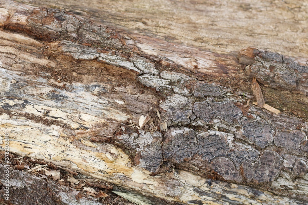 Background of old gnarled wood bark with space for copy