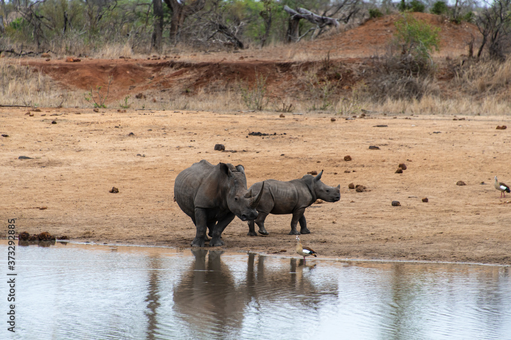 Rhinocéros blanc, femelle et jeune, white rhino, Ceratotherium simum, Parc national Kruger, Afrique du Sud Rhinocéros blanc, femelle et jeune, white rhino, Ceratotherium simum, Parc national Kruger, Afrique du Sud
