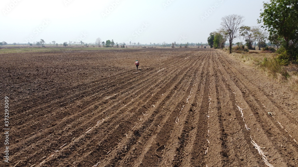 Sugarcane cultivation using farm machinery. Sugarcane cultivation using farm machinery.