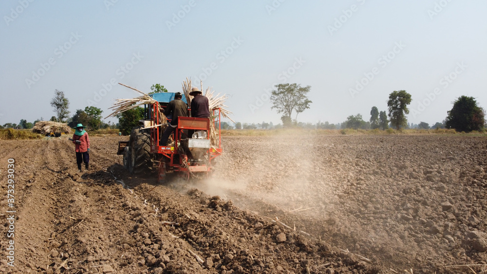 Fototapeta premium Sugarcane cultivation using farm machinery.