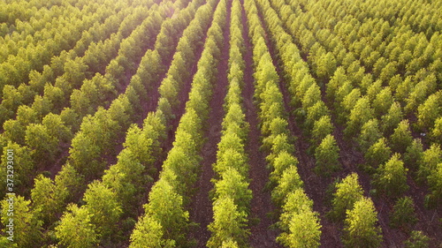 A cassava plantation made into grooves for planting in a beautiful row. Saw a small cassava tree and the sky as the background.