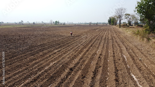 Sugarcane cultivation using farm machinery.