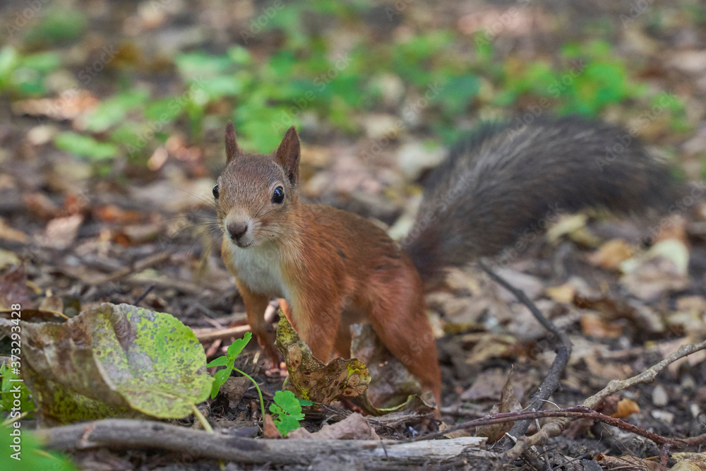 squirrels are interested in people and look for food