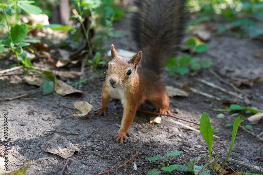 squirrels are interested in people and look for food squirrels are interested in people and look for food