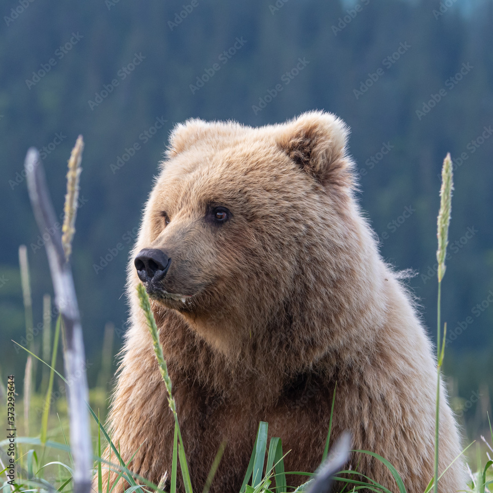 Fototapeta premium Coastal Brown Bear (Ursus arctos) in Lake Clark NP, Alaska