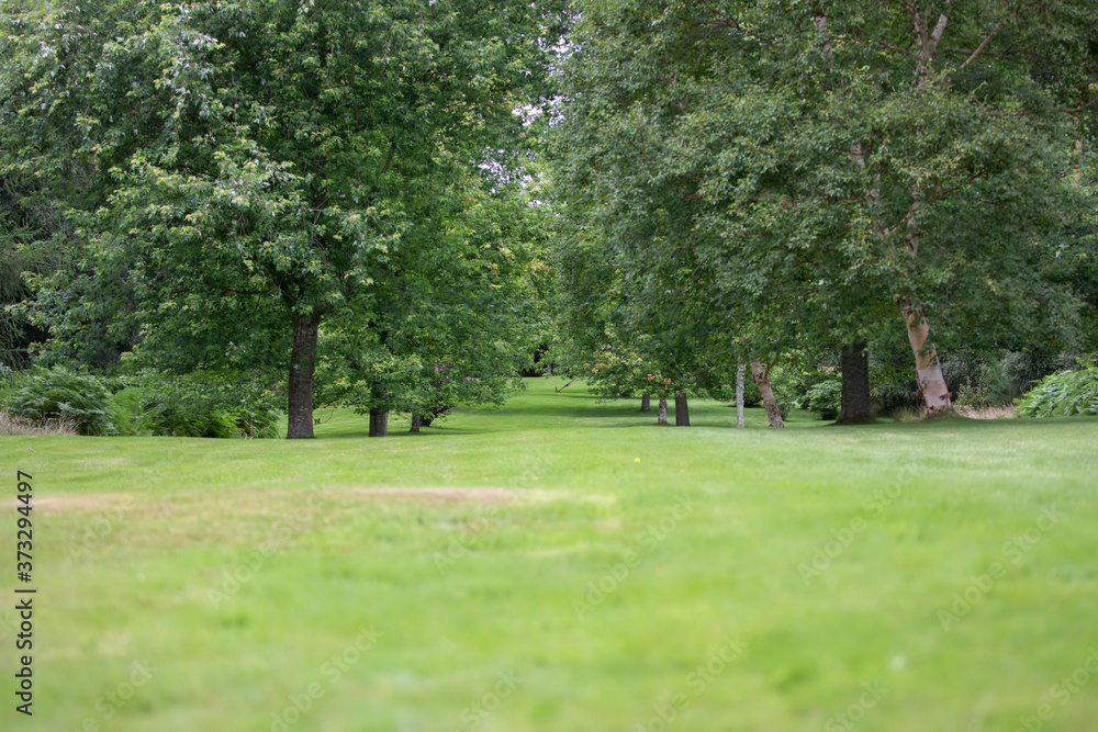 Avenue of trees (birch and maple) on a well kept lawn during a sunny summers day in scotland.