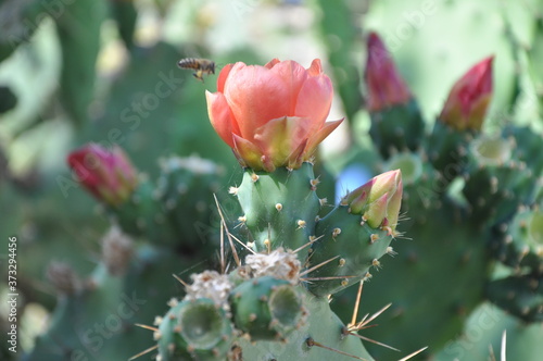 Prickly pear cactus and wasp. cactus in the desert