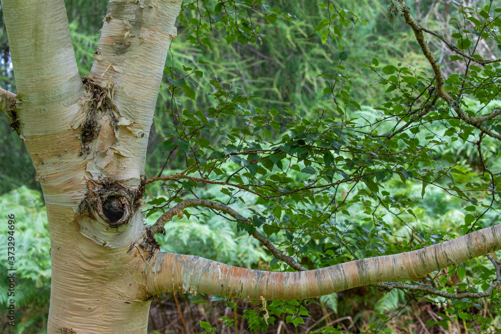 Paper birch, Betula papyrifera, showing detail of bark plus canopy and leaves.