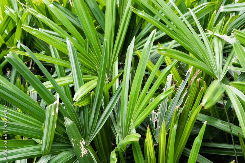 Fototapeta premium tropical plant background
