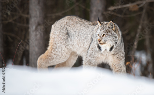 Lynx in the wild