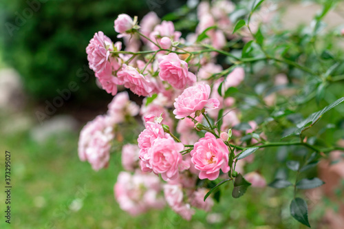 A bush of pale pink blooming roses with buds is in the garden against other blurry roses. Pink roses in summer bloom outside in the yard. Close-up roses in the park.