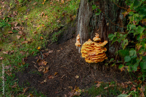 Orange Polypores mushroom is growing on bark of tree at autumn. Edible musroom in forest. photo