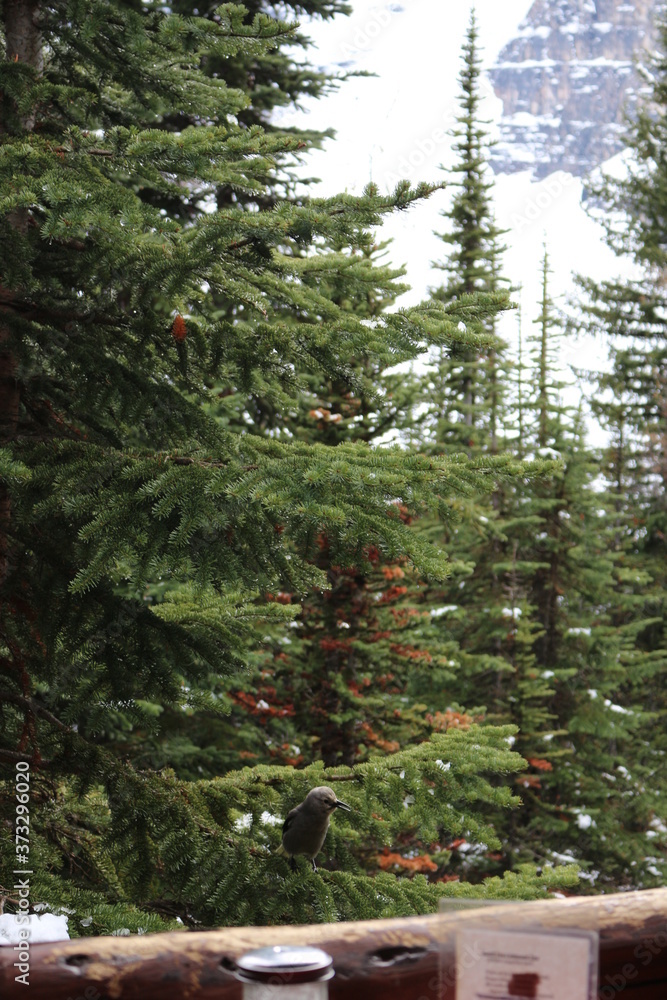 Fototapeta premium Plain of six glaciers trail - Lake Louise