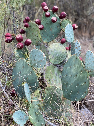 Cactus