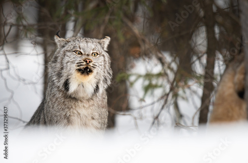 Lynx in the wild
