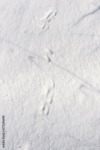 Abstract background with traces of squirrels in the snow