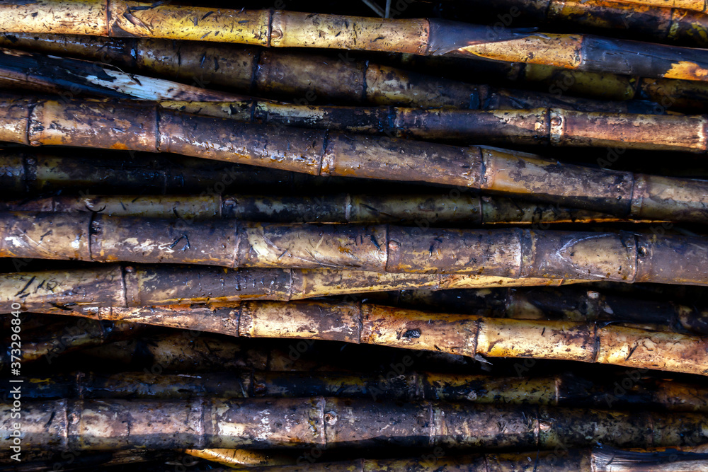 pile sugarcane burned in the harvest season, sugar cane fresh, sugarcane burn in field, sugar cane burned in plantation