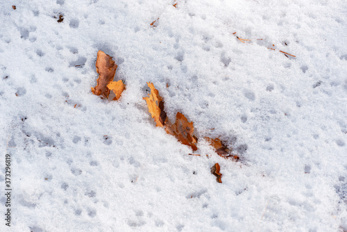 Abstract background with a piece of pine bark lying on fresh snow © Анна Павлюк