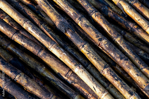 pile sugarcane burned in the harvest season, sugar cane fresh, sugarcane burn in field, sugar cane burned in plantation