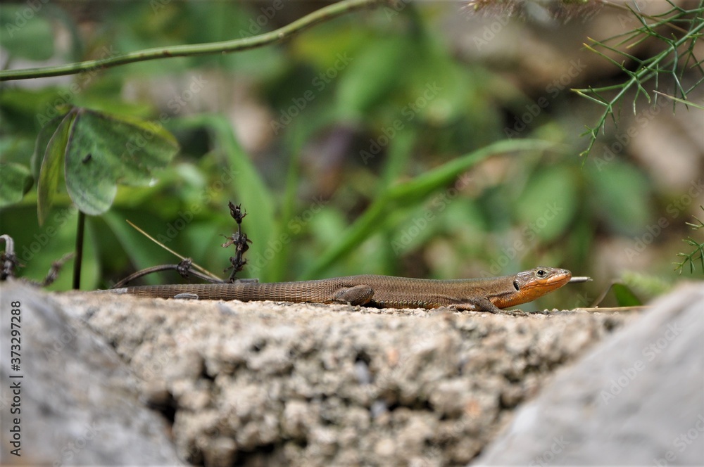Wall lizard on the stone.Podarcis muralis, lizard sitting on a stone, outdoors, wildlife. Wall lizard on the stone.Podarcis muralis, lizard sitting on a stone, outdoors, wildlife.