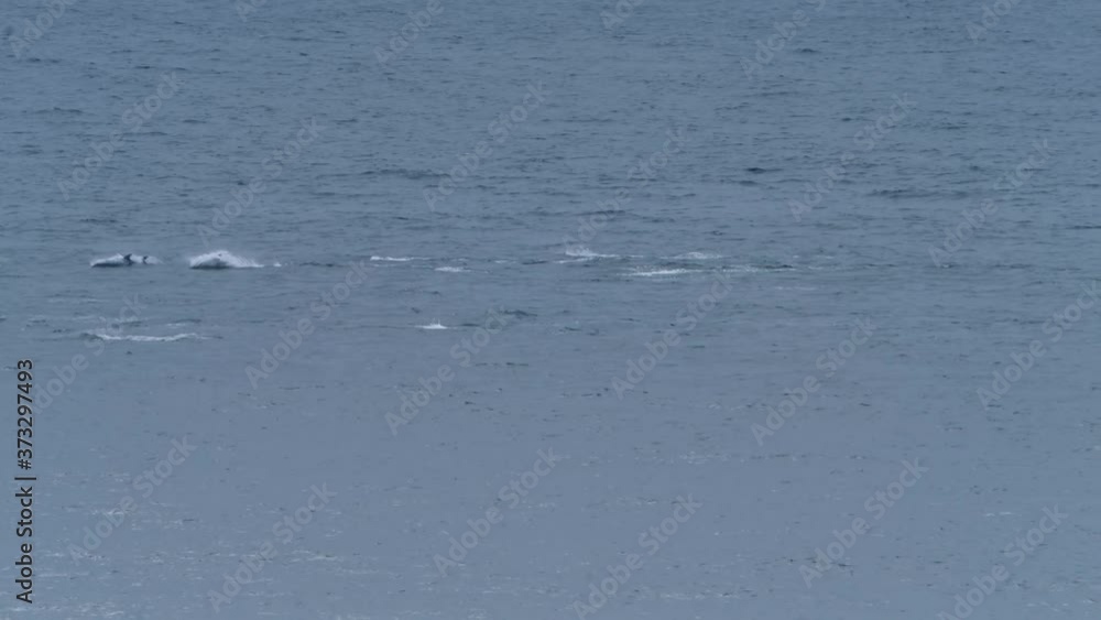 A school of dolphins passing Malin Head in County Donegal - Ireland A school of dolphins passing Malin Head in County Donegal - Ireland